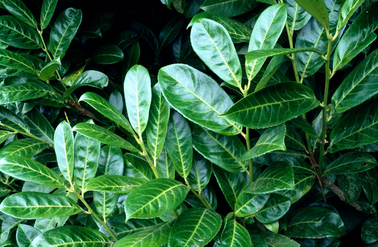 Evergreen prunus