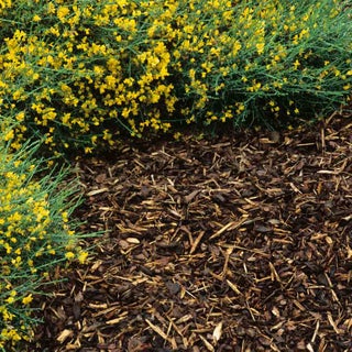 How to grow Erigeron | RHS Growing Guide