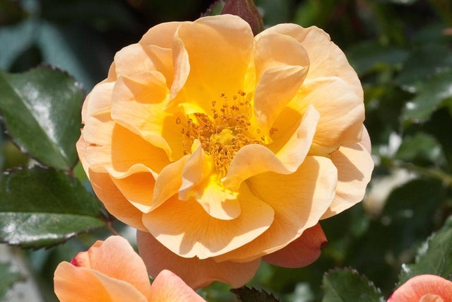 Shrubs and climbers for seasonally wet and dry soils