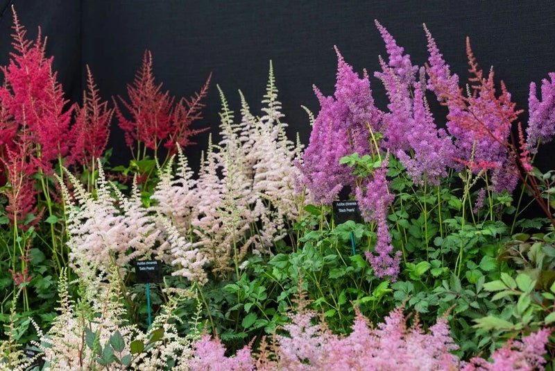 Astounding Astilbe