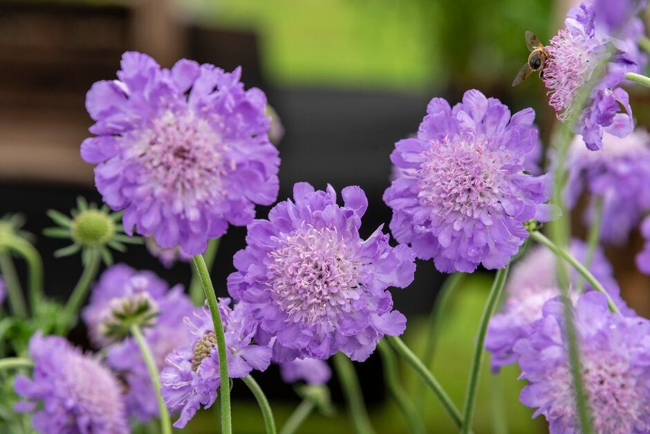 Scabious (Scabiosa) / RHS Plant Guide