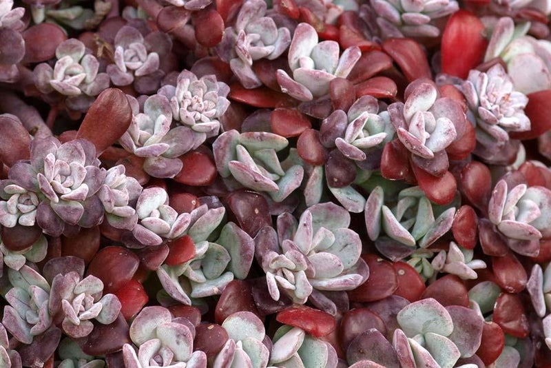 Star-flowered succulent