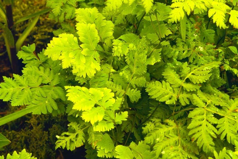 Colonies of fronds