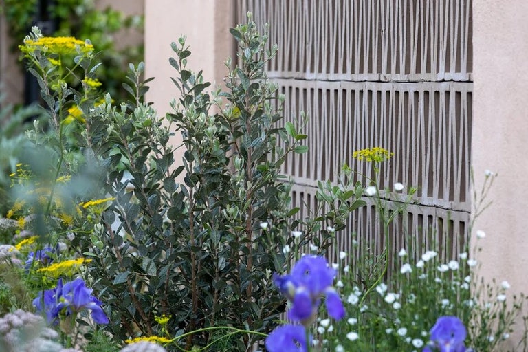 Mediterranean garden plants
