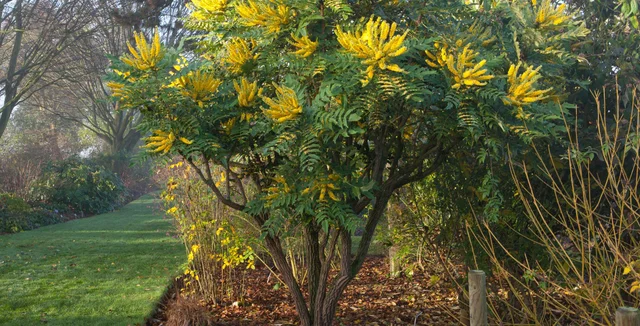 Introducing mahonias
