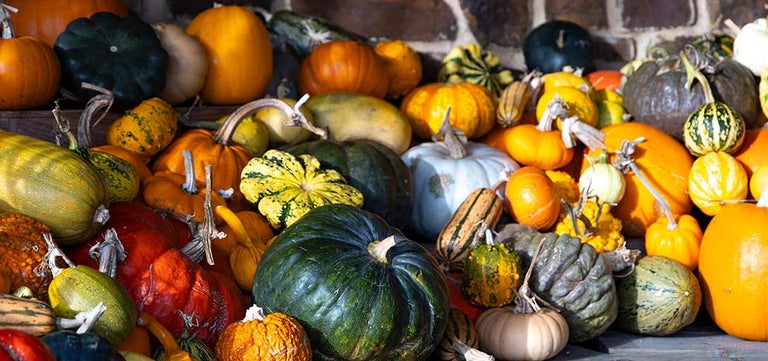 Pick your pumpkin – the best to grow for eating and carving