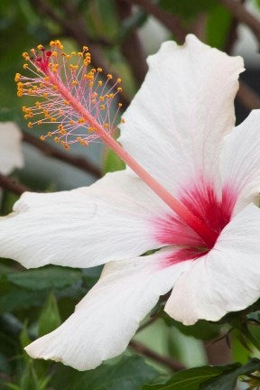 Jacaranda | RHS Advice