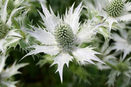 Drought-resistant plants | RHS Advice