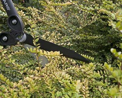 Shrubby honeysuckle selection