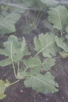 Insect-proof mesh over brassicas