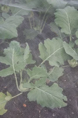 Insect-proof mesh over brassicas