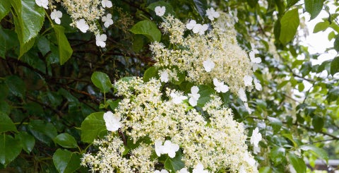 Honeysuckle (Lonicera) / RHS Plant Guide