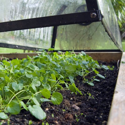 Place cloches from January to pre-warm soil