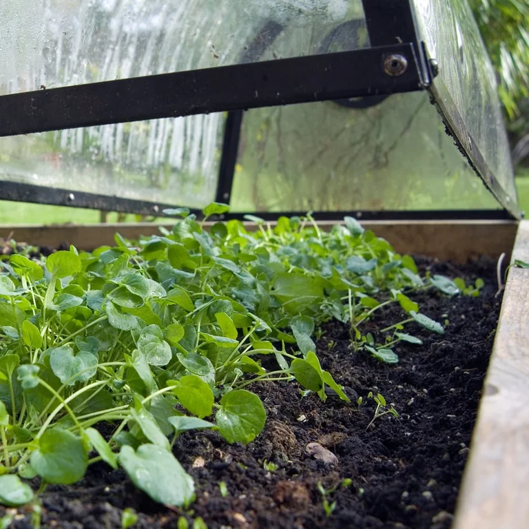 Cloche Stackable Cloches: How to Use Them | RHS Advice