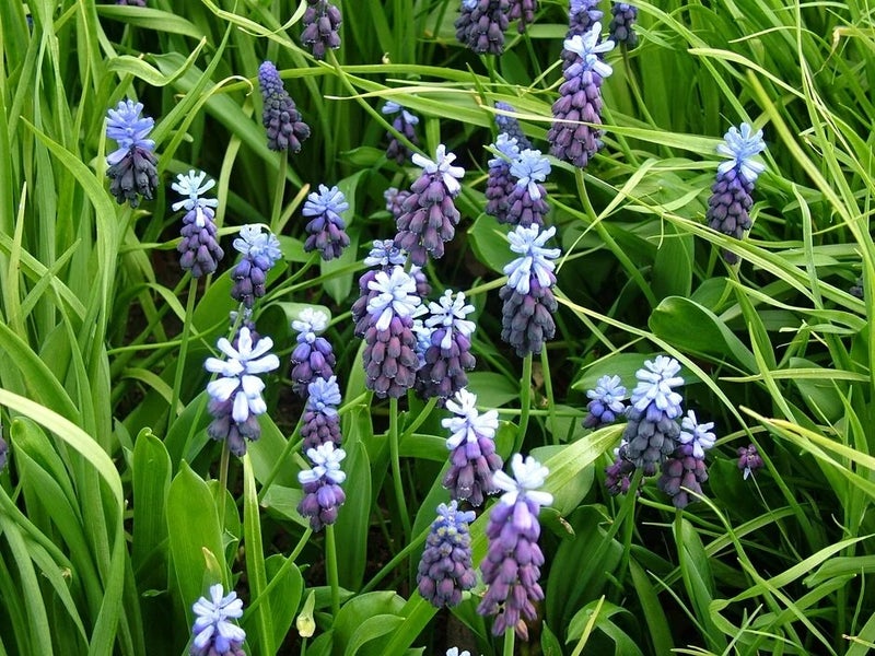 Two-tone flowerheads