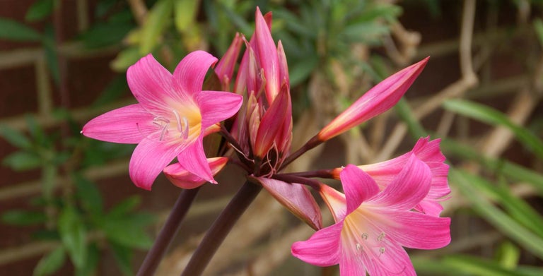 Amaryllis