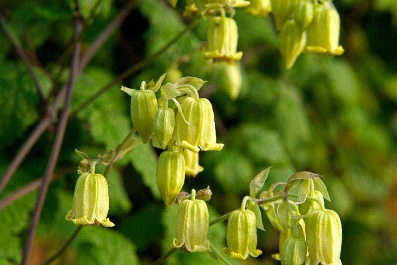 Yellow bells