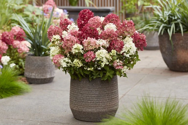 Hydrangea paniculata GROUNDBREAKER® RUBY: runner-up in RHS Chelsea Plant of the Year