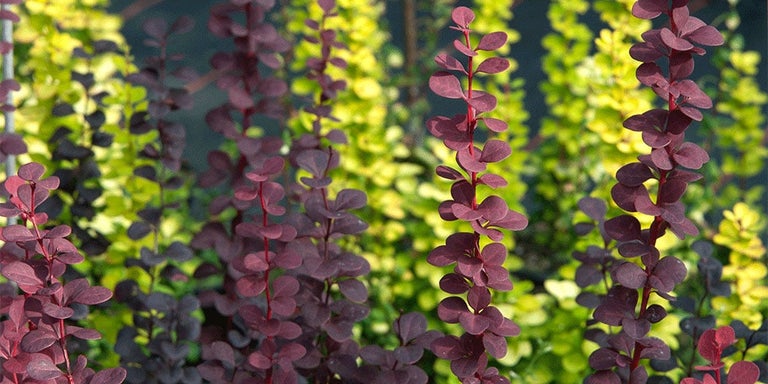 Buy berberis from RHSplants.co.uk