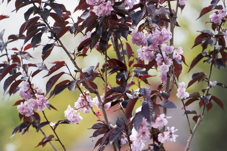 Buy prunus from RHSplants.co.uk