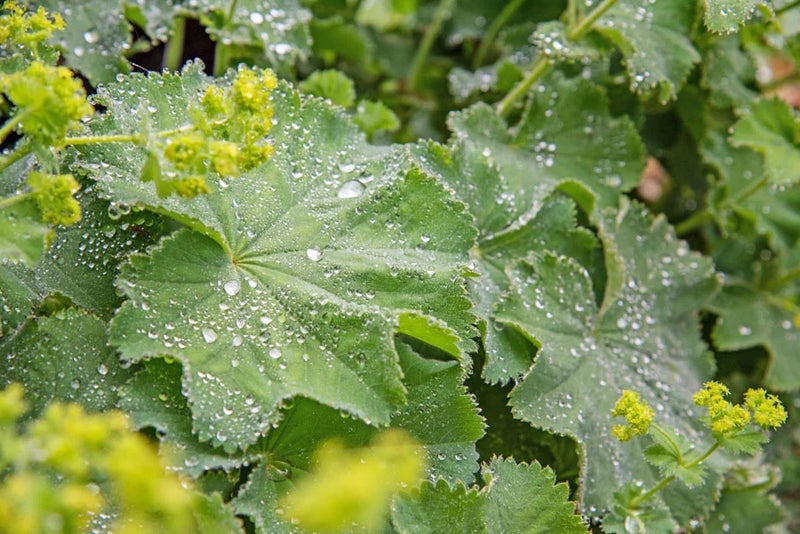 Lady’s mantle