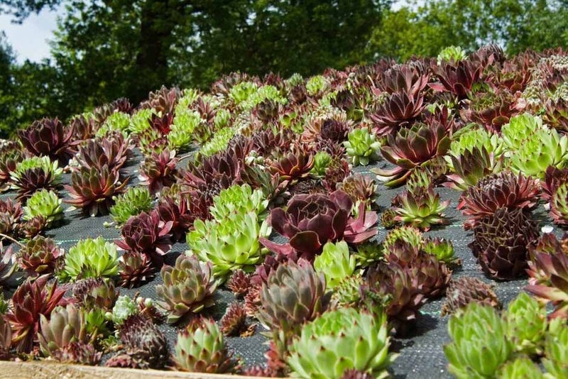 5. Plants