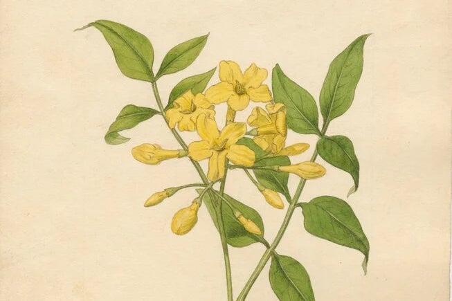 From petal to pigment
