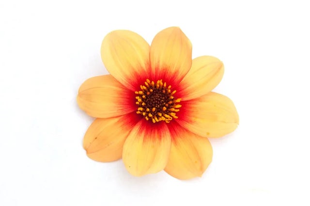 Dahlia Happy Single Series