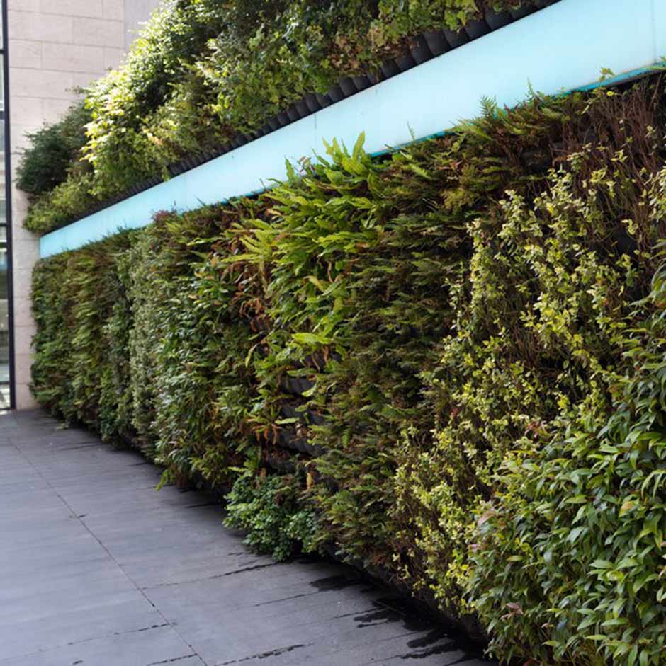 Green wall thriving in urban location
