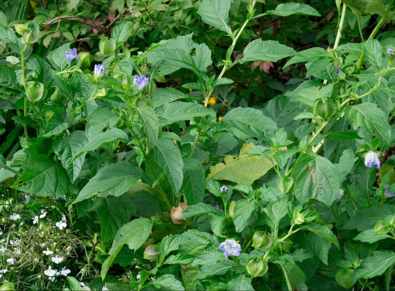 Shoo fly plant