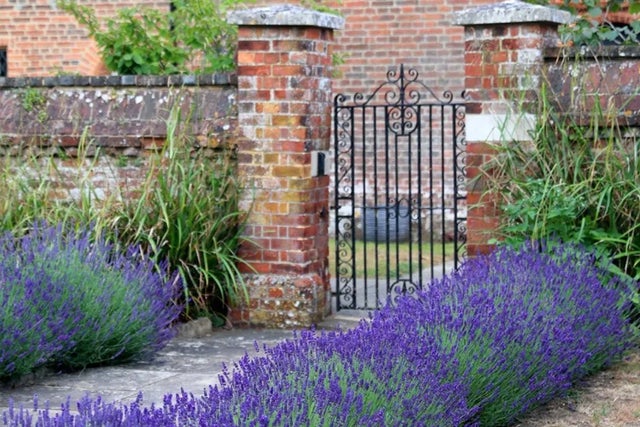 Buy lavender at RHS Plants