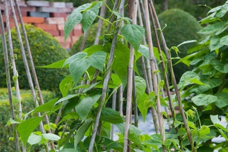 French Bean Rows How to grow French beans | RHS Guide