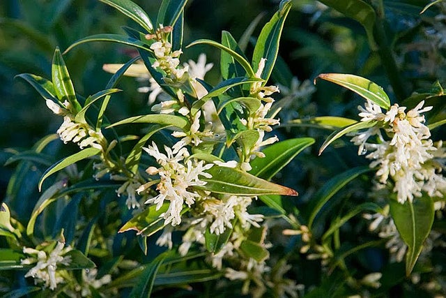 Sarcococca ‘Dragon Gate’