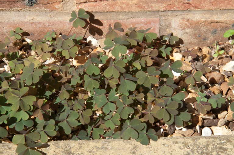 Oxalis