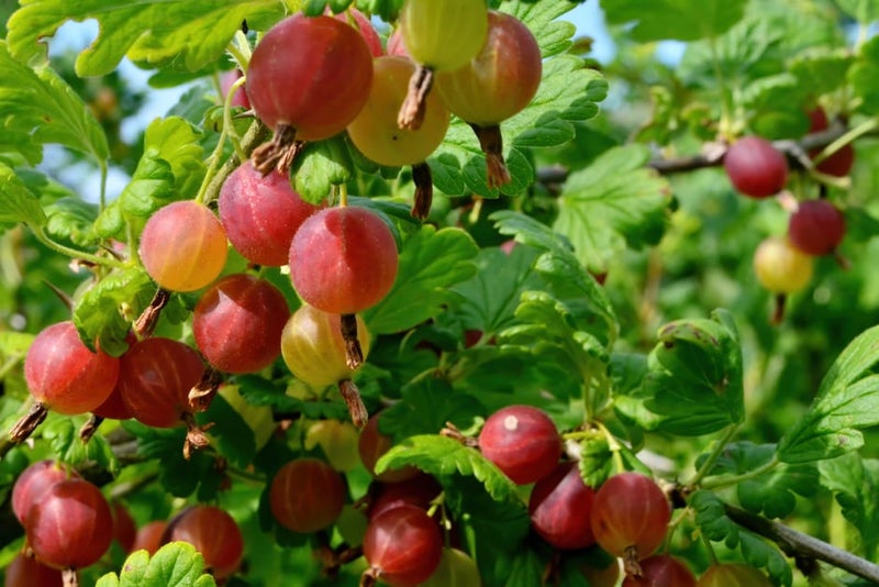 How to grow gooseberries | RHS Guide