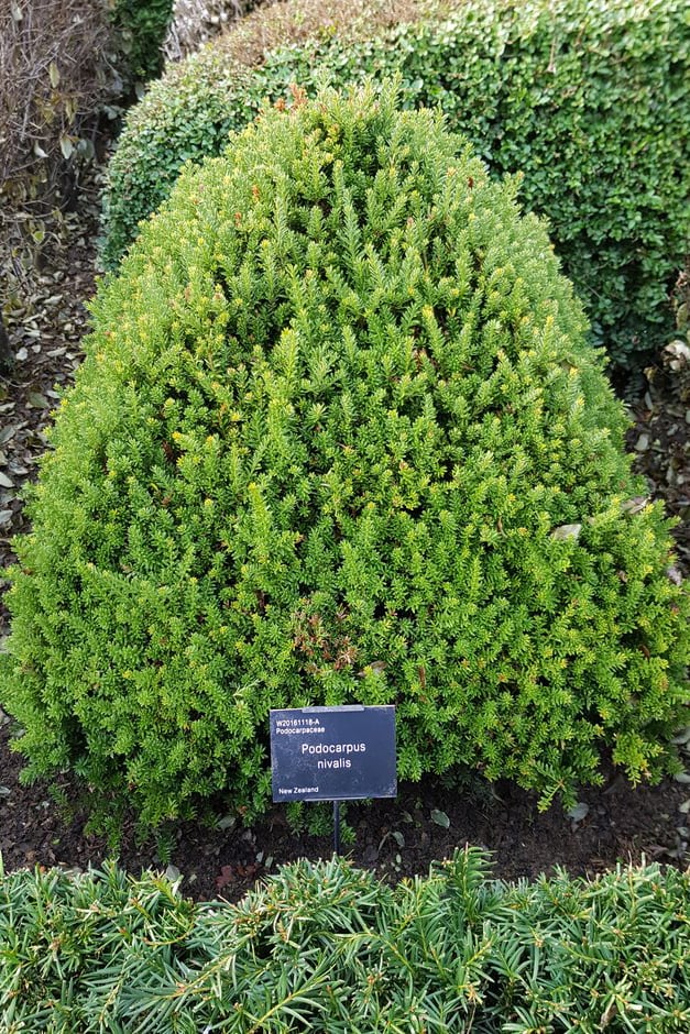 Box Alternatives for Healthy Hedges | RHS Advice
