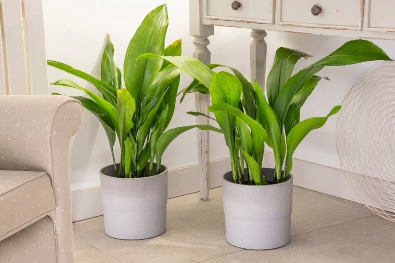 Cast iron plant – made of stern stuff