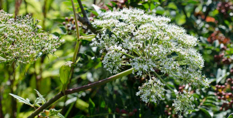 Angelica