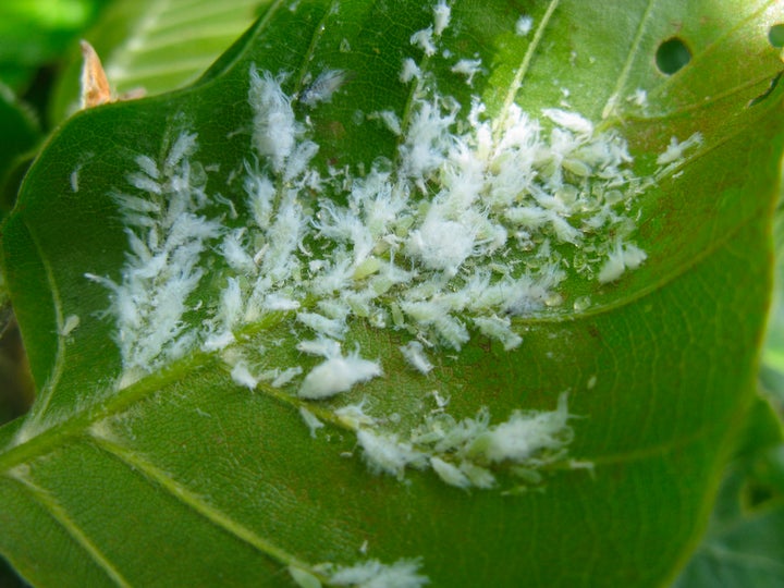 Woolly beech aphid: Identification, Care & Tips | RHS Advice