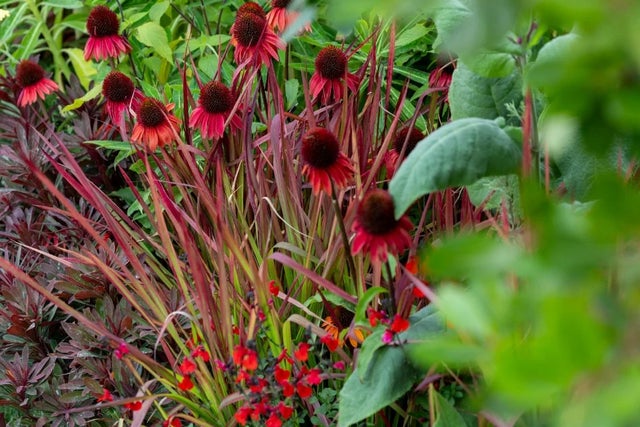 hot-combo-Royal-Legacy-Garden