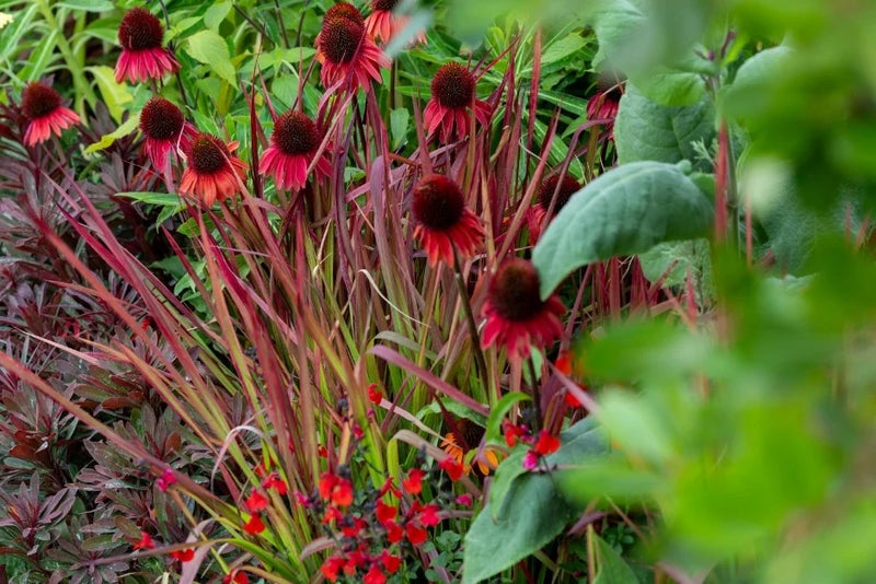 hot-combo-Royal-Legacy-Garden