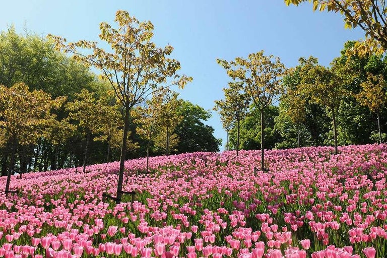Discover a gorgeous garden near you