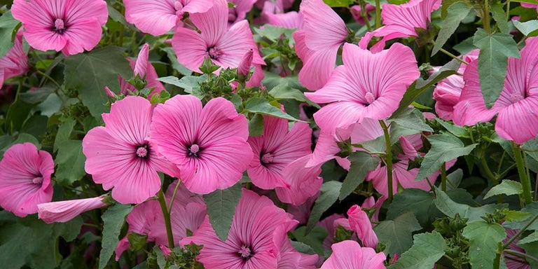 Buy lavatera from RHSPlants.co.uk