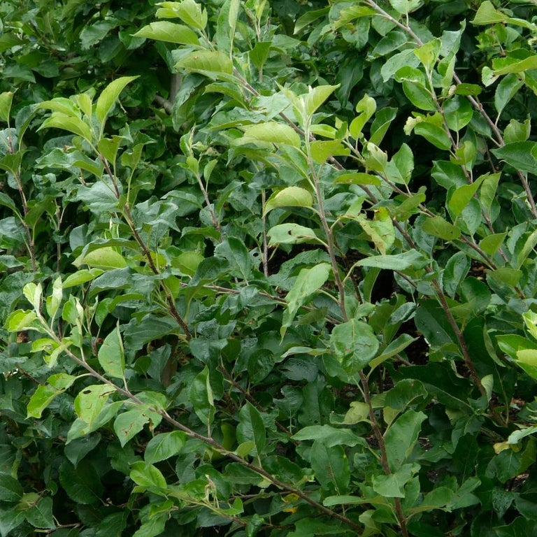 Best Pear Varieties for Your Garden | RHS Advice