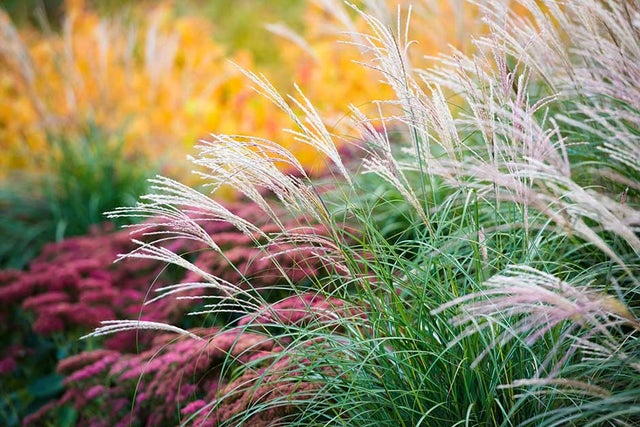 Popular plants