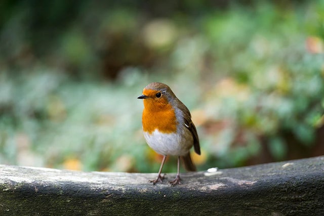 Gardening for wildlife