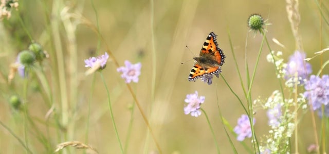 Help struggling butterflies