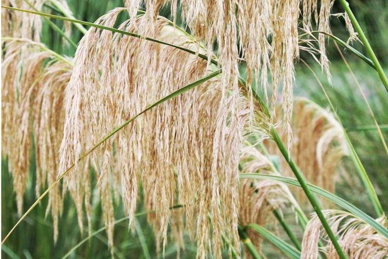Toetoe, the Kiwi pampas