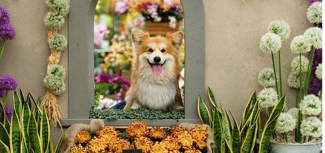 Creating a dog-friendly garden