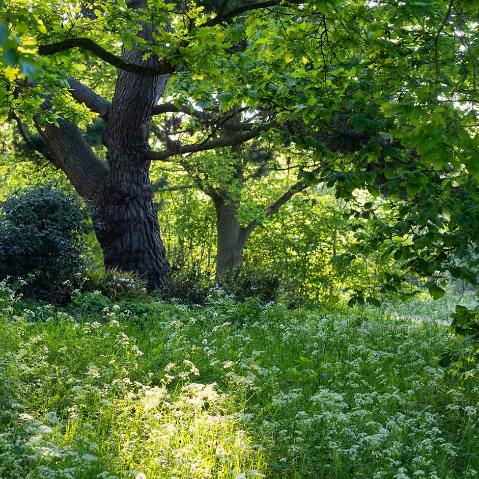 Shade planting at RHS Hyde Hall